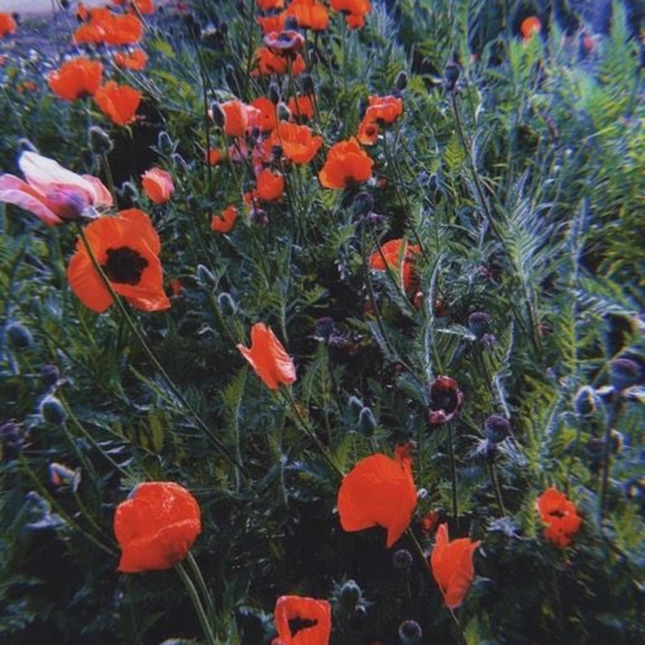 Meet your Posher, Victoria - Picture 3 of 11